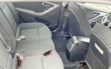 Roaches in Car